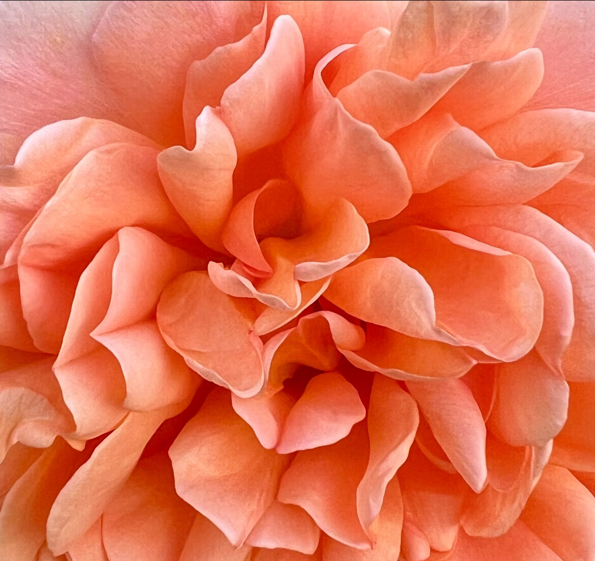 Close up color photograph of a salmon colored rose