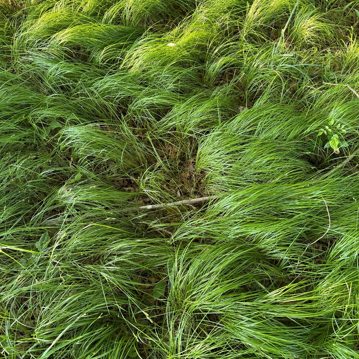 Close up photograph of green Woodland Grass